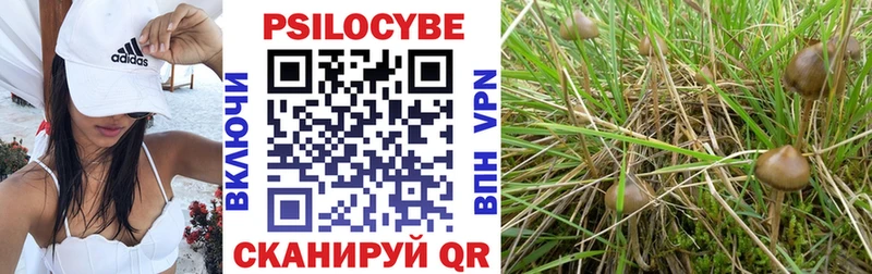 Галлюциногенные грибы Cubensis  Купить закладки  Верещагино 